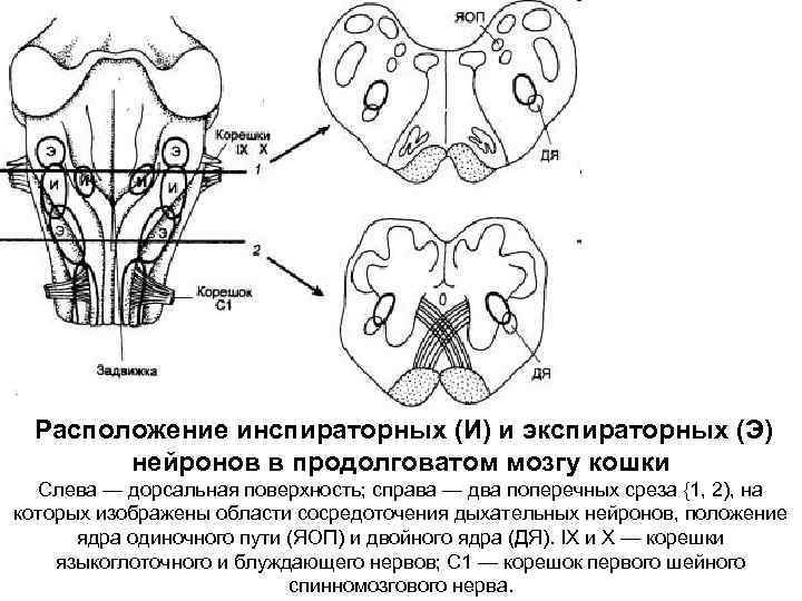  Расположение инспираторных (И) и экспираторных (Э) нейронов в продолговатом мозгу кошки Слева —