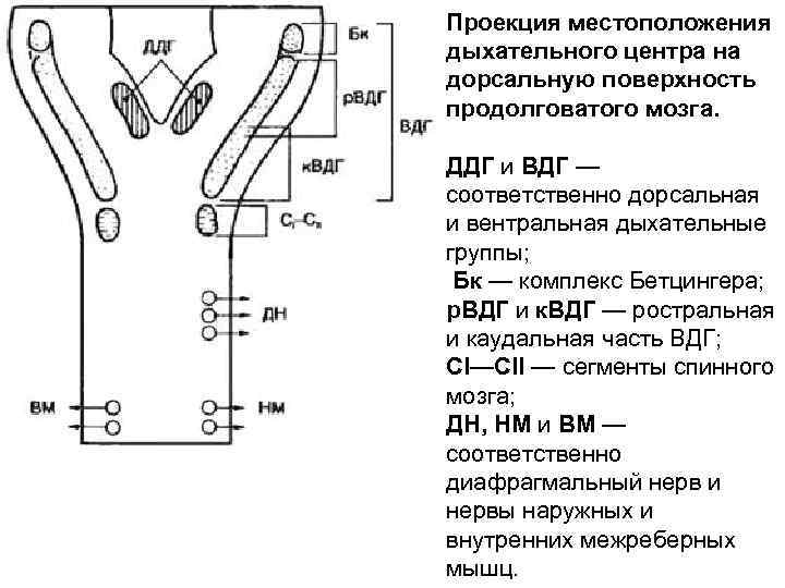 Проекция местоположения дыхательного центра на дорсальную поверхность продолговатого мозга. ДДГ и ВДГ — соответственно