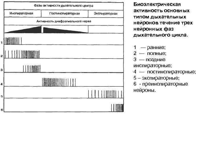 Биоэлектрическая активность основных типом дыхательных нейронов течение трех нейронных фаз дыхательного цикла. 1 —