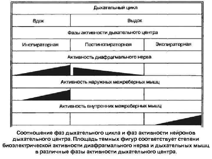 Соотношение фаз дыхательного цикла и фаз активности нейронов дыхательного центра. Площадь темных фигур соответствует