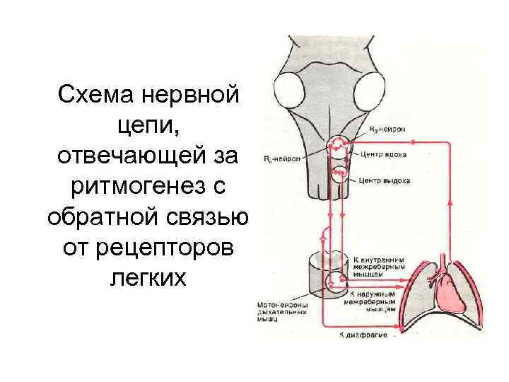 Схема нервной цепи