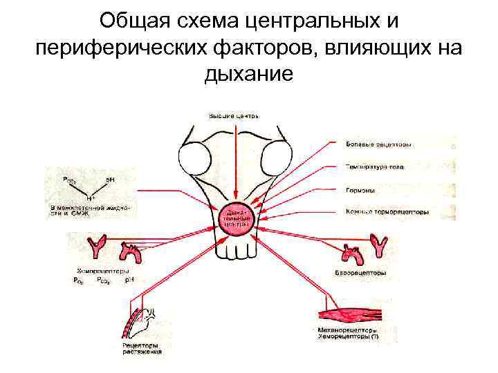 Общая схема центральных и периферических факторов, влияющих на дыхание 