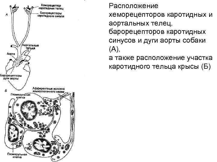 Расположение хеморецепторов каротидных и аортальных телец, барорецепторов каротидных синусов и дуги аорты собаки (А),