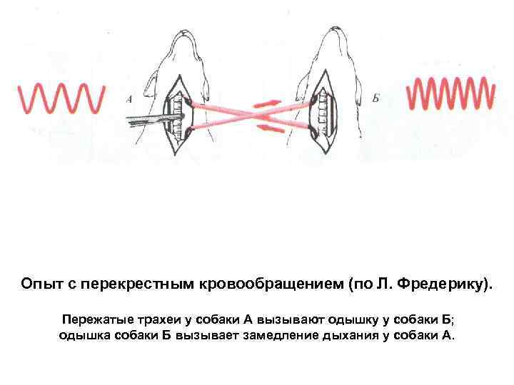 Опыт с перекрестным кровообращением (по Л. Фредерику). Пережатые трахеи у собаки А вызывают одышку