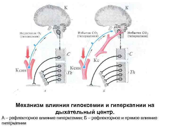 Механизм влияния гипоксемии и гиперкапнии на дыхательный центр. А – рефлекторное влияние гиперксемии; Б