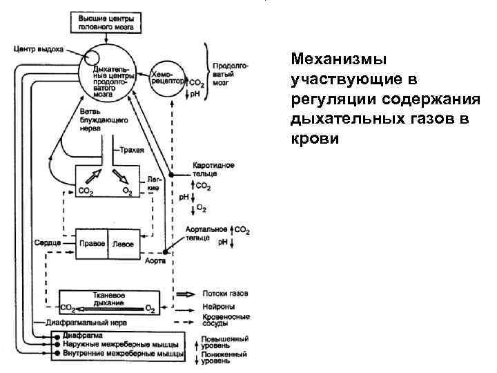 Механизмы участвующие в регуляции содержания дыхательных газов в крови 