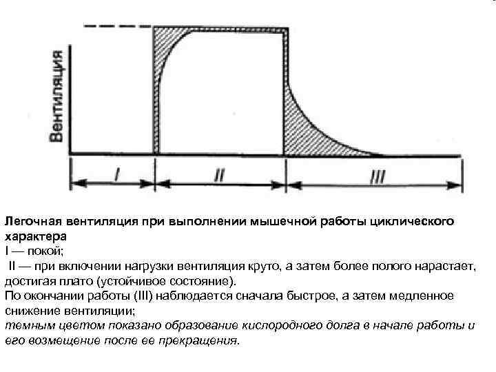 Легочная вентиляция при выполнении мышечной работы циклического характера I — покой; II — при