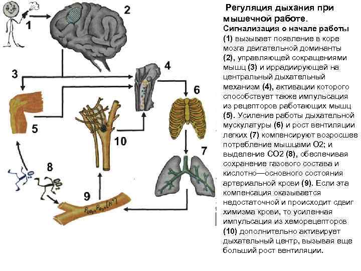 Дыхание при физической нагрузке. Особенности регуляции дыхания при мышечной работе. Основные механизмы усиления дыхания при мышечной работе. Регуляция дыхания при мышечной работе физиология. Регуляция дыхания при физической нагрузке.