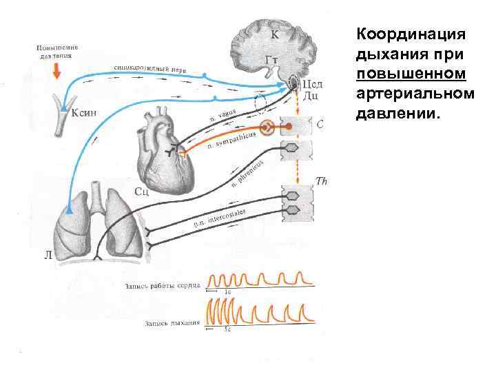 На рисунке изображена схема регуляции дыхания человека какое