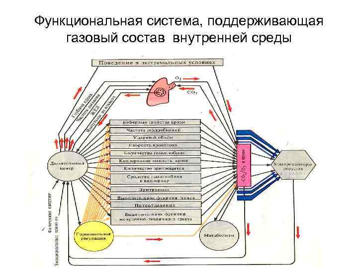 Функциональная система, поддерживающая газовый состав внутренней среды 