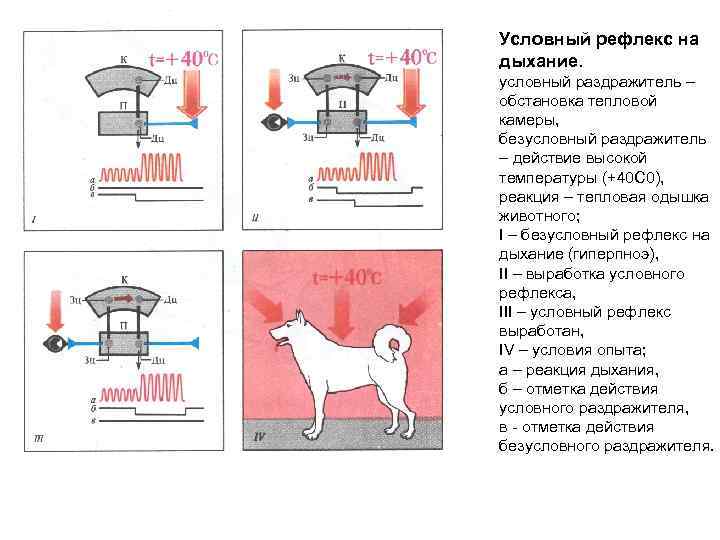 Защитные дыхательные рефлексы