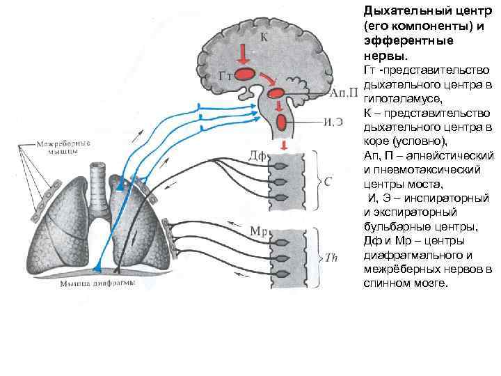 Содержит центры дыхательных рефлексов. Дыхательный центр иннервация. Схему взаимосвязи отделов дыхательного центра.. Регуляция дыхания продолговатый мозг. Схема работы нейронов дыхательного центра.