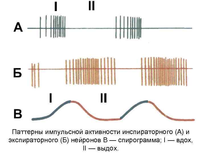 Паттерны импульсной активности инспираторного (А) и экспираторного (Б) нейронов В — спирограмма; I —