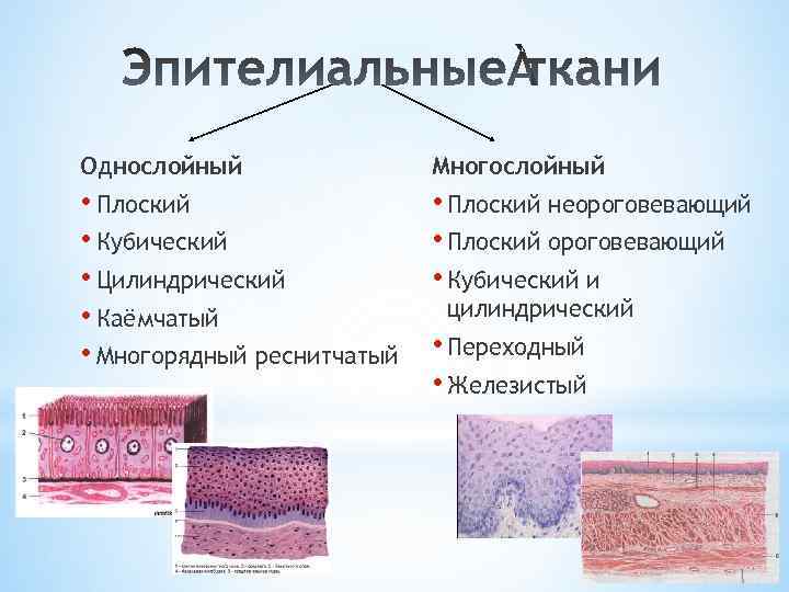 Однослойный Многослойный • Плоский • Кубический • Цилиндрический • Каёмчатый • Многорядный реснитчатый •