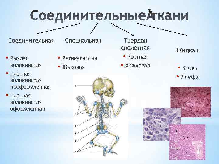 Соединительная • Рыхлая волокнистая • Плотная волокнистая неоформленная • Плотная волокнистая оформленная Специальная •