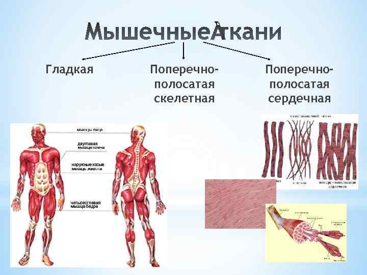 Гладкая Поперечнополосатая скелетная Поперечнополосатая сердечная 