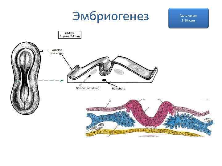 Эмбриогенез Гаструляция 9 -20 день 