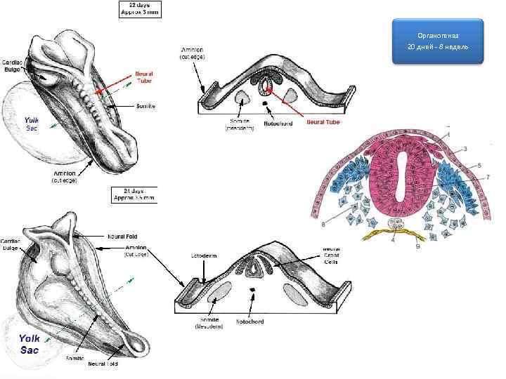 Органогенез 20 дней - 8 недель 