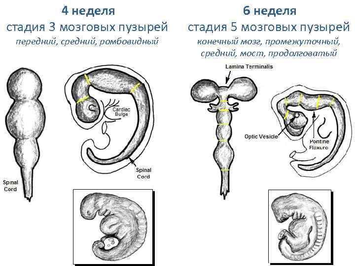 Стадии головного мозга. Эмбриогенез головного мозга стадия 3 и 5 пузырей. Стадия пяти мозговых пузырей схема. 5 Мозговых пузырей эмбриона человека.