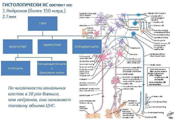 ГИСТОЛОГИЧЕСКИ НС состоит из: 1. Нейронов (более 150 млрд. ) 2. Глии ГЛИЯ МАКРОГЛИЯ