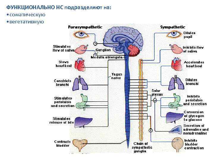 ФУНКЦИОНАЛЬНО НС подразделяют на: • соматическую • вегетативную 
