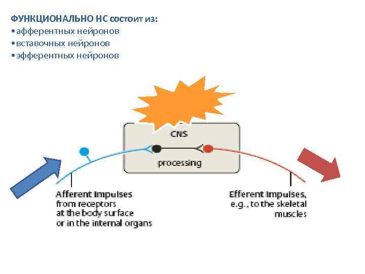 ФУНКЦИОНАЛЬНО НС состоит из: • афферентных нейронов • вставочных нейронов • эфферентных нейронов 