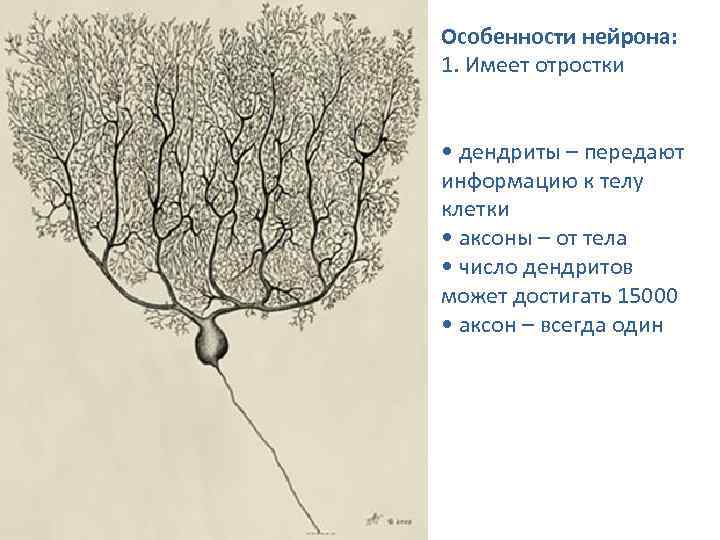 Особенности нейрона: 1. Имеет отростки • дендриты – передают информацию к телу клетки •