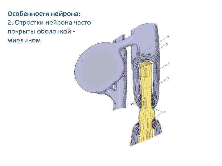 Особенности нейрона: 2. Отростки нейрона часто покрыты оболочкой - миелином 