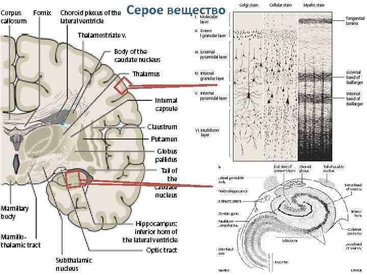 Серое вещество 