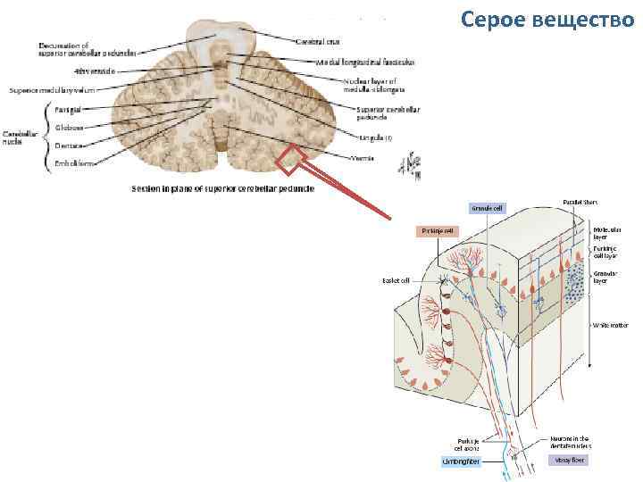 Серое вещество 