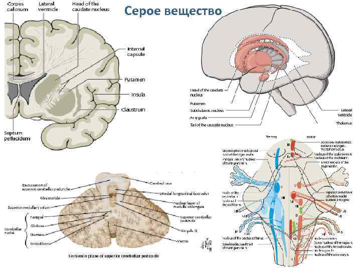 Серое вещество 