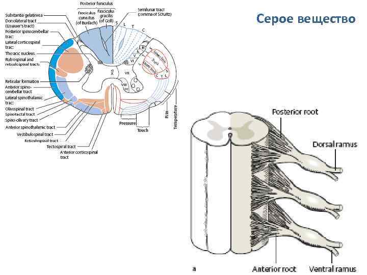 Серое вещество 