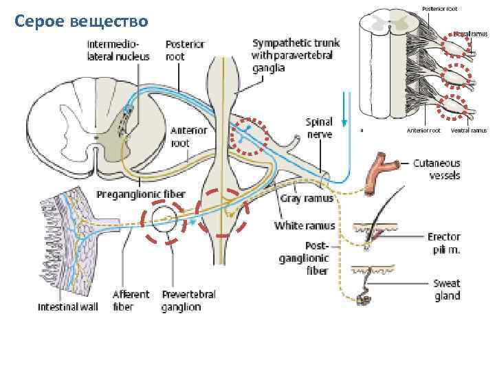 Серое вещество 