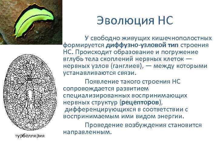 Эволюция НС турбеллярия У свободно живущих кишечнополостных формируется диффузно-узловой тип строения НС. Происходит образование