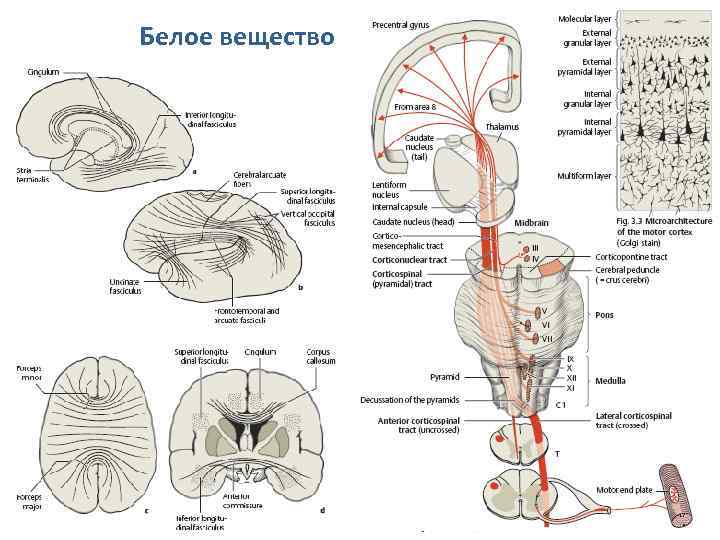 Белое вещество 