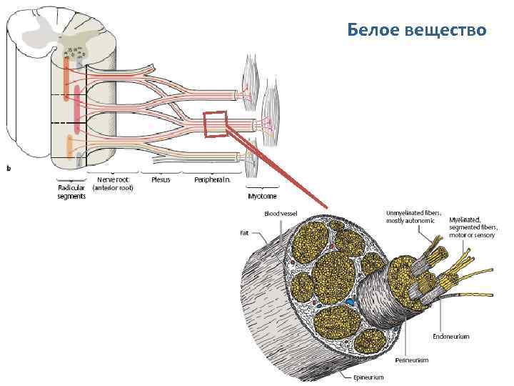 Белое вещество 