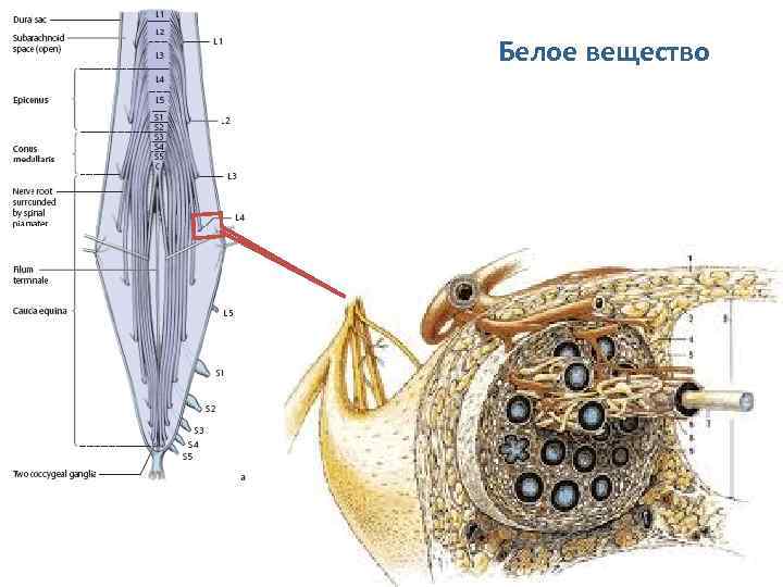 Белое вещество 