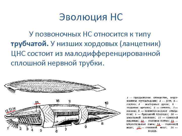 Эволюция НС У позвоночных НС относится к типу трубчатой. У низших хордовых (ланцетник) ЦНС
