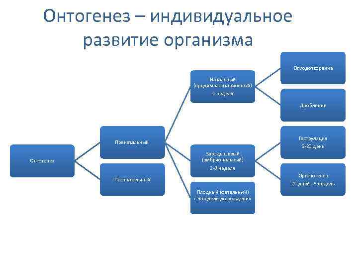 Онтогенез – индивидуальное развитие организма Оплодотворение Начальный (предимплантационный) 1 неделя Дробление Гаструляция 9 -20
