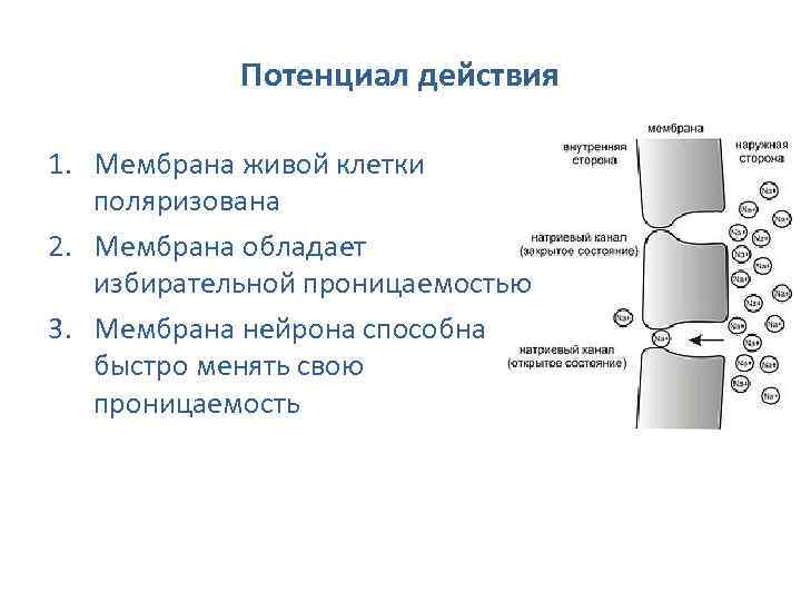Потенциал действия 1. Мембрана живой клетки поляризована 2. Мембрана обладает избирательной проницаемостью 3. Мембрана