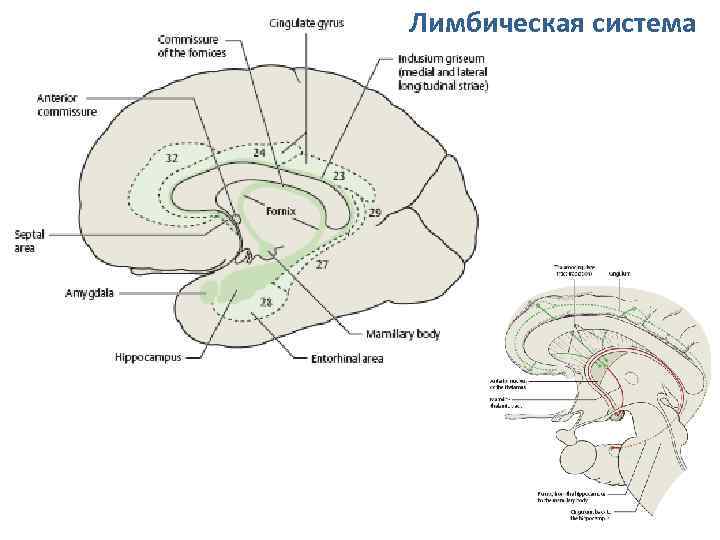 Лимбическая система 