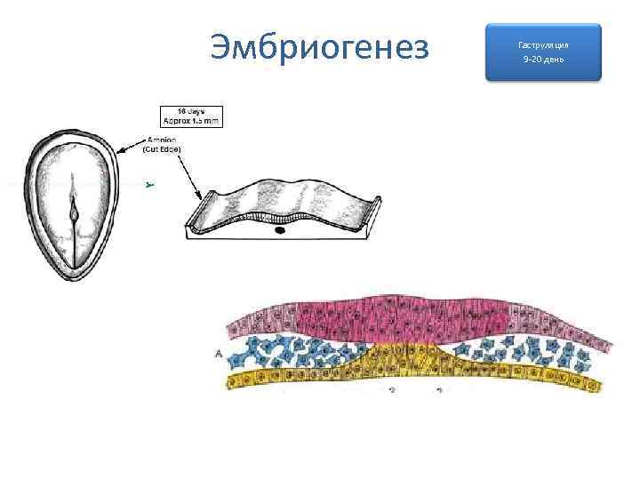 Эмбриогенез Гаструляция 9 -20 день 