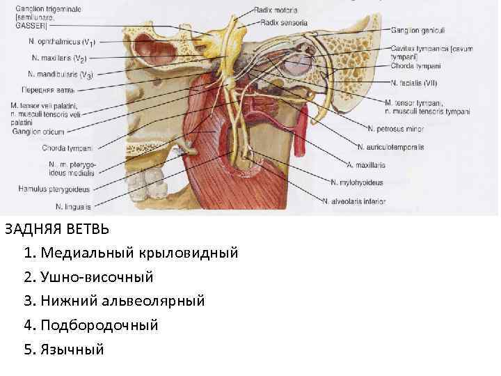 ЗАДНЯЯ ВЕТВЬ 1. Медиальный крыловидный 2. Ушно-височный 3. Нижний альвеолярный 4. Подбородочный 5. Язычный