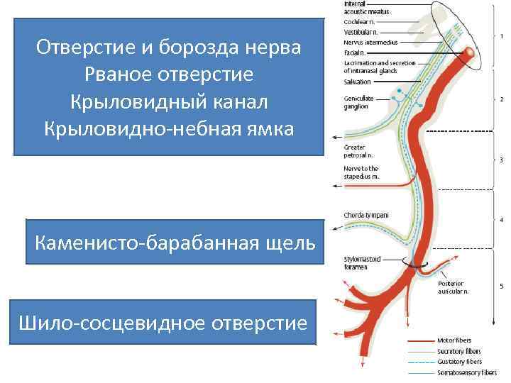 Отверстие и борозда нерва Рваное отверстие Крыловидный канал Крыловидно-небная ямка Каменисто-барабанная щель Шило-сосцевидное отверстие