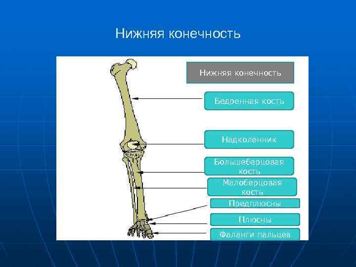Нижняя конечность Бедренная кость Надколенник Большеберцовая кость Малоберцовая кость Предплюсны Плюсны Фаланги пальцев 