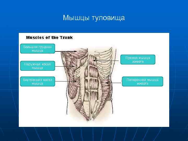 Мышцы туловища Большая грудная мышца Наружная косая мышца Внутренняя косая мышца Прямая мышца живота