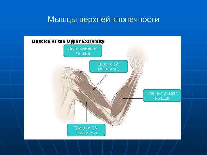 Мышцы верхней клонечности Дельтовидная мышца Бицепс (2 главая м. ) Плече-лучевая мышца Трицепс (3