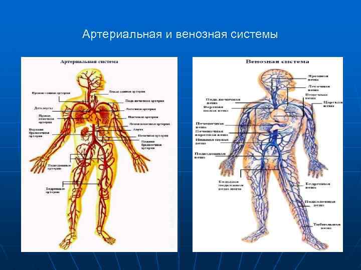 Артериальная и венозная системы 