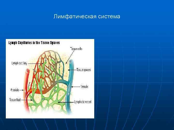 Лимфатическая система 