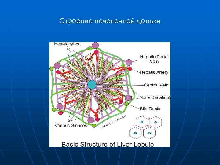 Строение печеночной дольки 